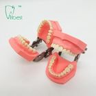 مدل دندان های پلاستیکی مسواک زدن رنگارنگ قابل جابجایی