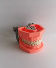 مدل دندان های پلاستیکی مسواک زدن رنگارنگ قابل جابجایی